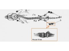 小动物活体成像系统SPECT/CT图2